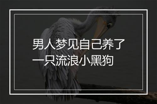 男人梦见自己养了一只流浪小黑狗