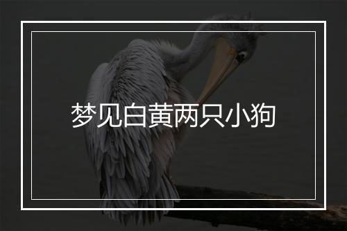 梦见白黄两只小狗