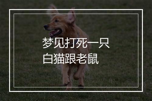 梦见打死一只白猫跟老鼠