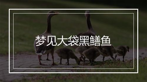 梦见大袋黑鳝鱼