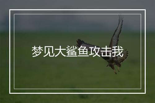 梦见大鲨鱼攻击我