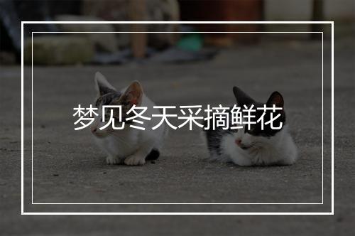 梦见冬天采摘鲜花