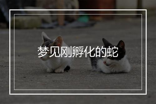 梦见刚孵化的蛇