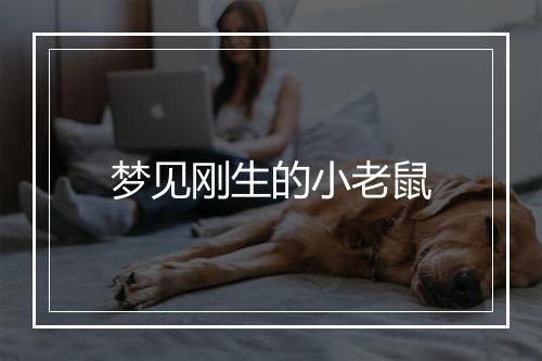 梦见刚生的小老鼠