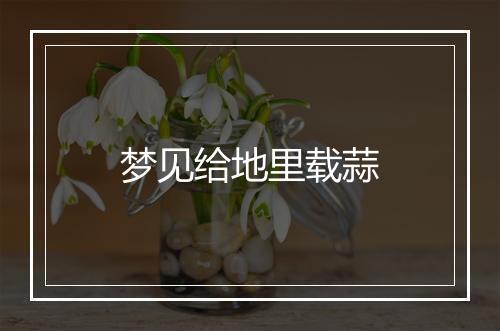 梦见给地里载蒜