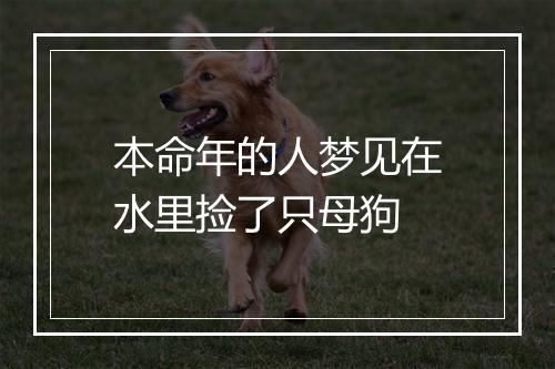 本命年的人梦见在水里捡了只母狗