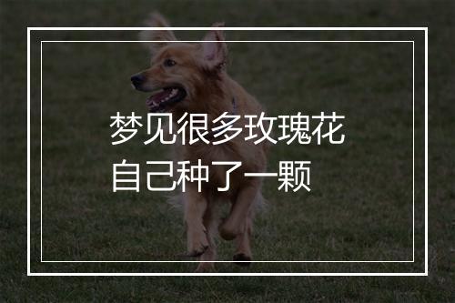 梦见很多玫瑰花自己种了一颗