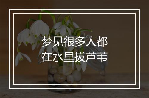 梦见很多人都在水里拔芦苇