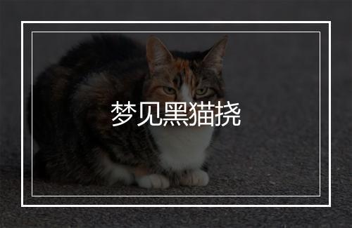 梦见黑猫挠