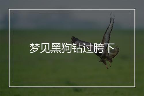 梦见黑狗钻过胯下