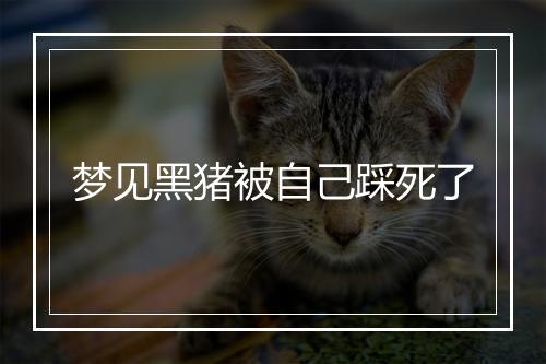 梦见黑猪被自己踩死了