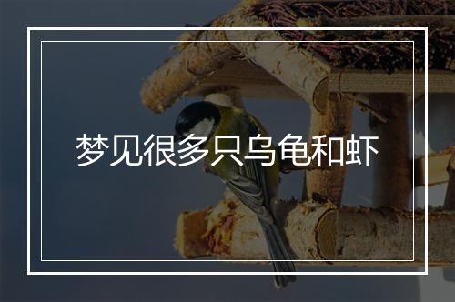 梦见很多只乌龟和虾