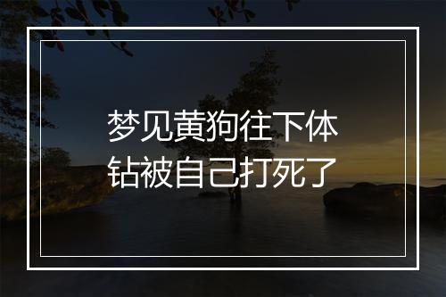 梦见黄狗往下体钻被自己打死了