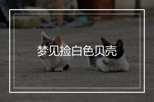 梦见捡白色贝壳