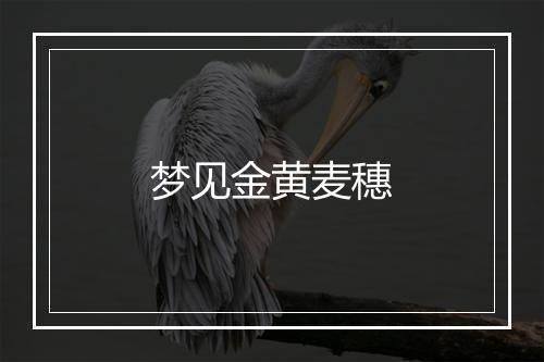 梦见金黄麦穗