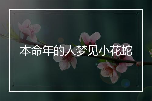 本命年的人梦见小花蛇