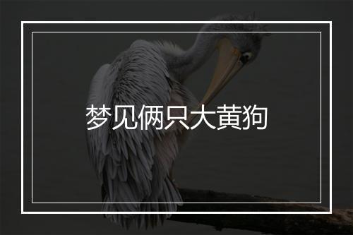 梦见俩只大黄狗