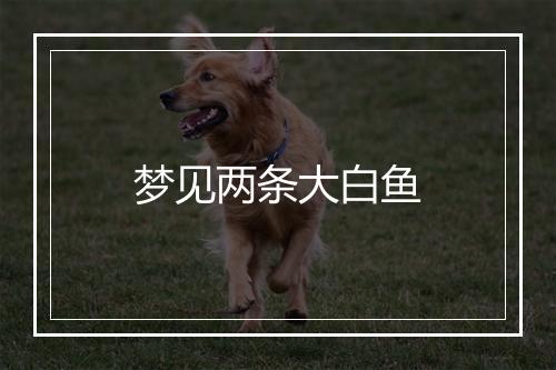 梦见两条大白鱼