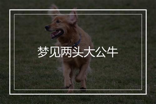 梦见两头大公牛