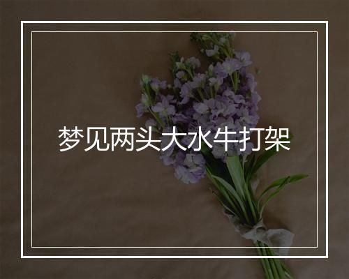 梦见两头大水牛打架