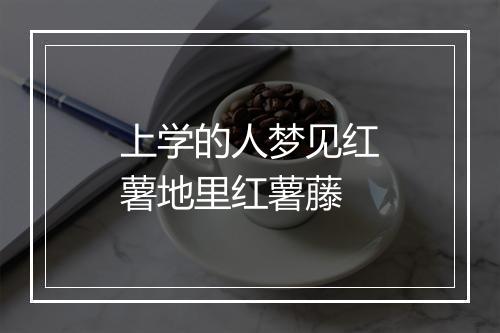 上学的人梦见红薯地里红薯藤