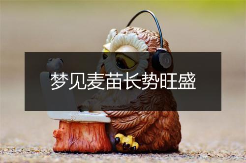 梦见麦苗长势旺盛