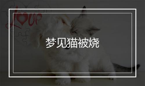 梦见猫被烧