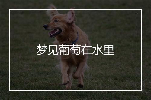 梦见葡萄在水里