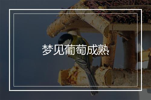 梦见葡萄成熟