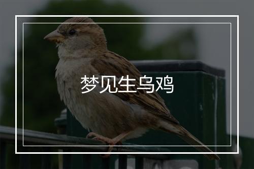 梦见生乌鸡