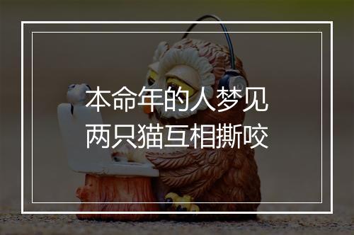 本命年的人梦见两只猫互相撕咬