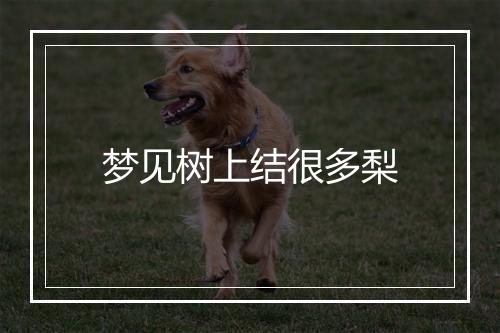 梦见树上结很多梨