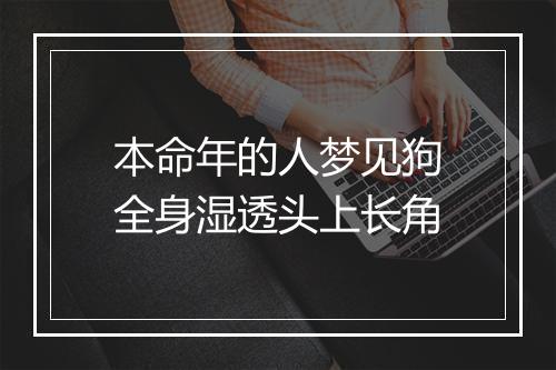 本命年的人梦见狗全身湿透头上长角