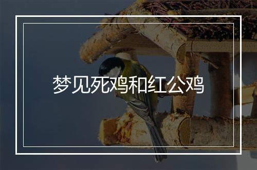 梦见死鸡和红公鸡