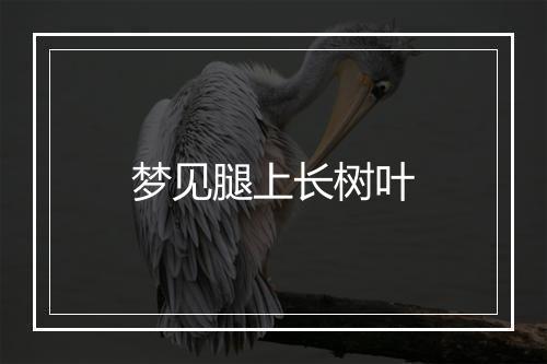 梦见腿上长树叶