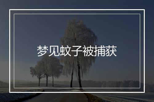 梦见蚊子被捕获