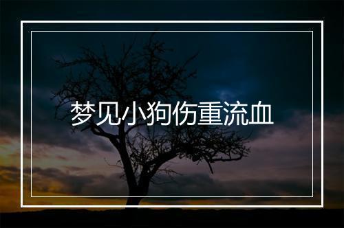 梦见小狗伤重流血