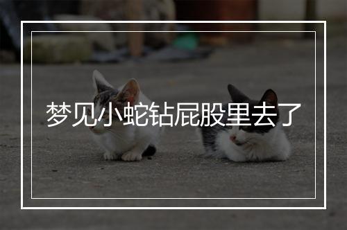 梦见小蛇钻屁股里去了