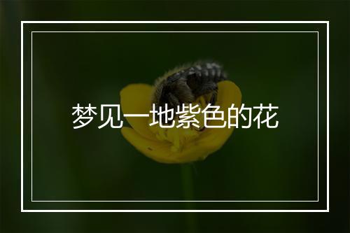 梦见一地紫色的花