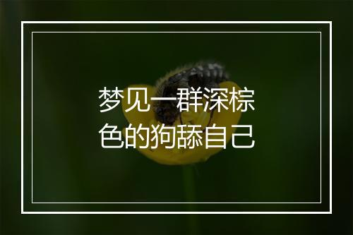 梦见一群深棕色的狗舔自己