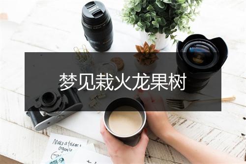 梦见栽火龙果树