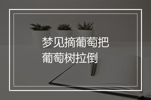 梦见摘葡萄把葡萄树拉倒