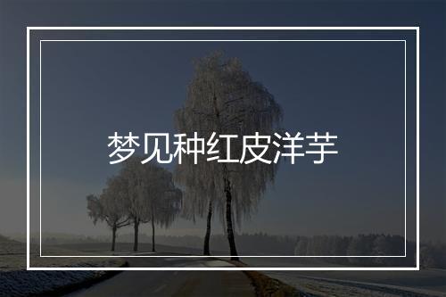 梦见种红皮洋芋