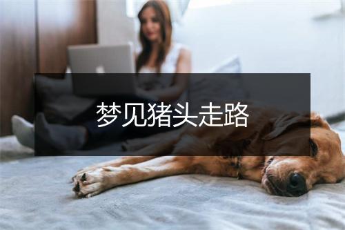 梦见猪头走路