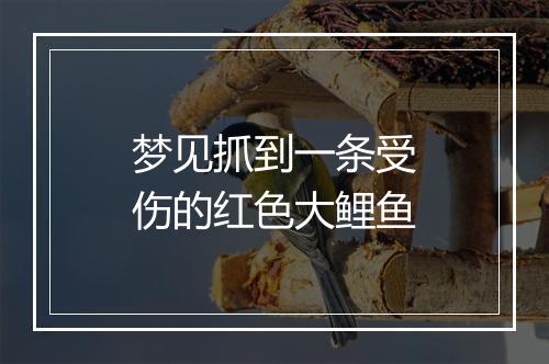 梦见抓到一条受伤的红色大鲤鱼