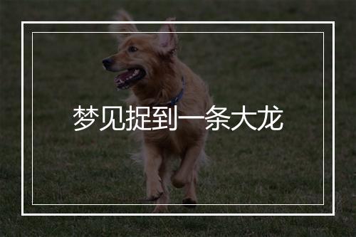 梦见捉到一条大龙