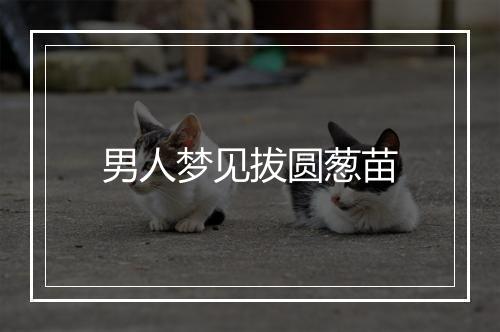 男人梦见拔圆葱苗