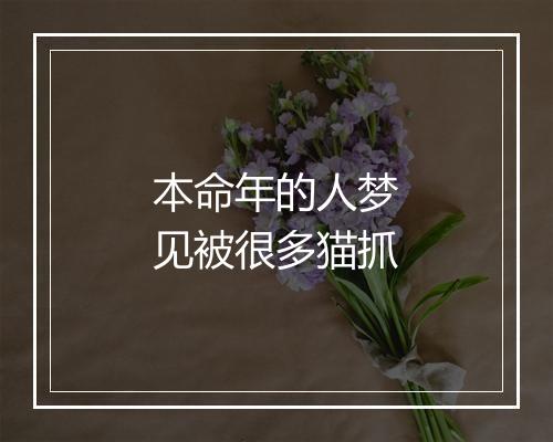 本命年的人梦见被很多猫抓