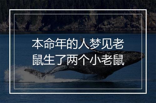 本命年的人梦见老鼠生了两个小老鼠