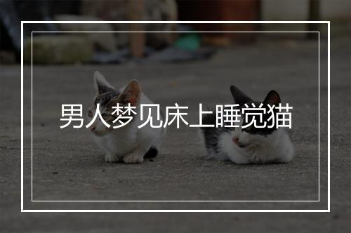 男人梦见床上睡觉猫